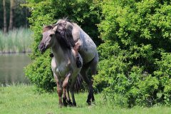 Konikpaarden in de Stille Kern, Zeewolde