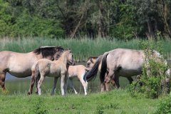 Konikpaarden in de Stille Kern, Zeewolde