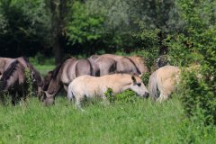 Konikpaarden in de Stille Kern, Zeewolde