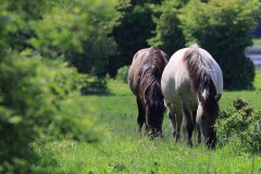 Konikpaarden in de Stille Kern, Zeewolde