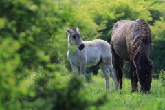 Konikpaarden in de Stille Kern, Zeewolde