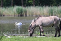 Konikpaarden in de Stille Kern, Zeewolde