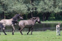 Konikpaarden in de Stille Kern, Zeewolde