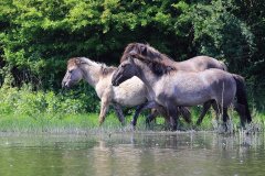 Konikpaarden in de Stille Kern, Zeewolde
