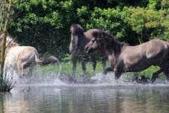Konikpaarden in de Stille Kern, Zeewolde