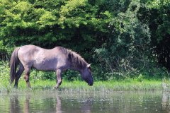 Konikpaarden in de Stille Kern, Zeewolde