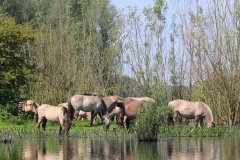 Konikpaarden in de Stille Kern, Zeewolde