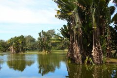 Taiping Lake Gardens,  Malaysia