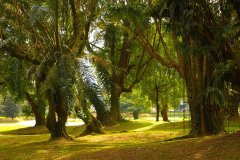 Taiping Lake Gardens,  Malaysia