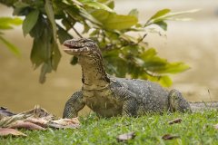 Monitor Lizard,  Bukit Jalil Park, Kuala Lumpur, Maleisië