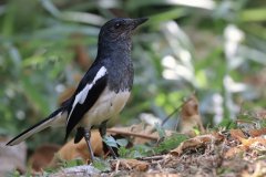 Oriental Magpie-robin
