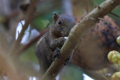 Plantain squirrel, Malaysia