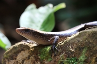 Skink, Bukit Gasin, Kuala Lumpur