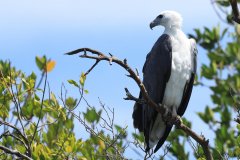 White-bellied Sea Eagle (Haliaeetus leucogaster)