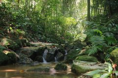 Bukit Kiara Trail, Kuala Lumpur