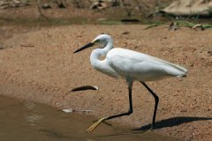 Little Egret (Egretta garzetta)