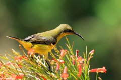 Sunbird, Malaysa