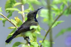 Sunbird, Penang