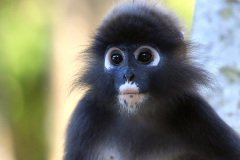 Dusky leaf monkey