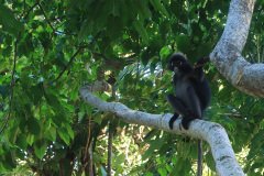 Dusky leaf monkey