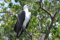 White-bellied Sea Eagle (Haliaeetus leucogaster)