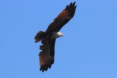 Brahminy Kite, Langkawi, Malaysia