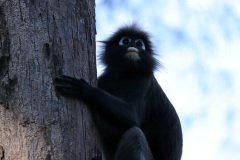 Dusky leaf monkey, Langkawi