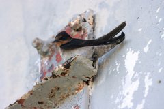 Barn Swallow