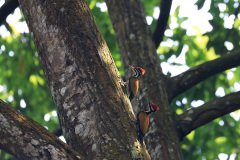 Common Flameback Woodpecker