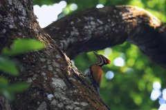 Common Flameback Woodpecker