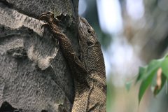 Monitor Lizard,  Kuala Lumpur
