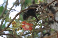 Plantain squirrel, Malaysia