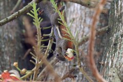 Plantain squirrel, Malaysia