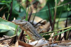 Monitor Lizard, Bukit Jalil Park, Kuala Lumpur, Malaysia