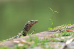 Monitor Lizard,  Kuala Lumpur
