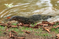 Monitor Lizard,  Kuala Lumpur