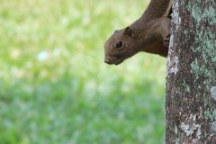 Plantain squirrel, Jalil Park, Kuala Lumpur, Malaysia
