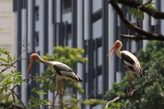 The painted stork (Mycteria leucocephala), Bukit Jalil Park, Kuala Lumpur, Malaysia