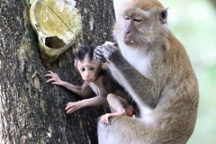 Macaque, Bukit Jalil Park, Kuala Lumpur, Malaysia
