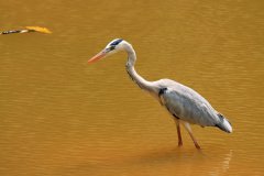 Grey heron, Kuala Lumpur