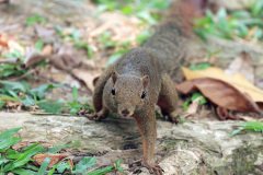Plantain squirrel, Malaysia