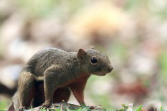 Plantain squirrel, Malaysia