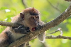 Macaque