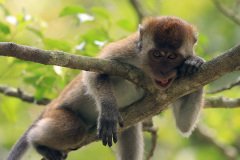 Macaque