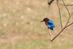 Kingfisher
