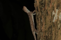 Common Gliding Lizard (Draco volans)