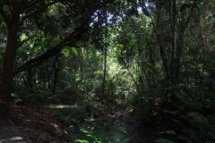 Bukit Gasing trail  Kuala Lumpur