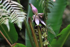 Banana flower at Bukit Gasing trail, Kuala Lumpur
