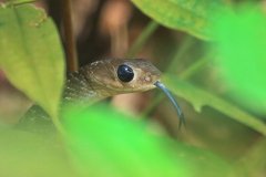 Snake at Bukit Gasing Kuala Lumpur