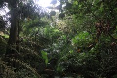 Bukit Gasing trail, Kuala Lumpur